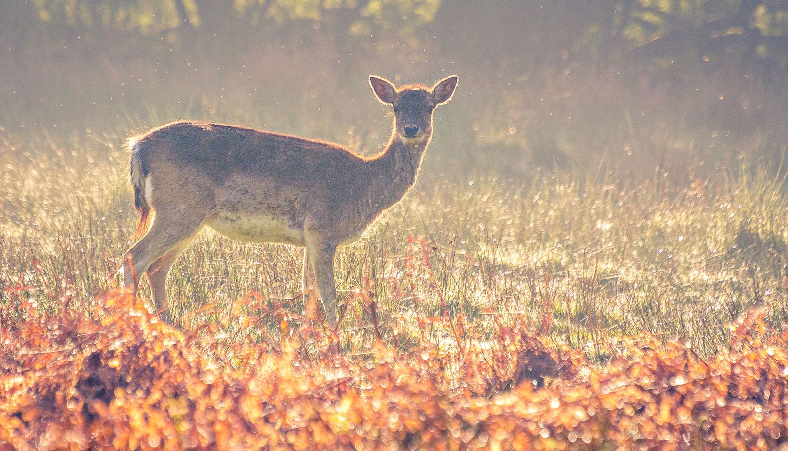 Deer at Bolderwood in the New Forest National Park